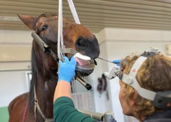 Warum Zahnkontrollen beim Pferd wichtig sind
