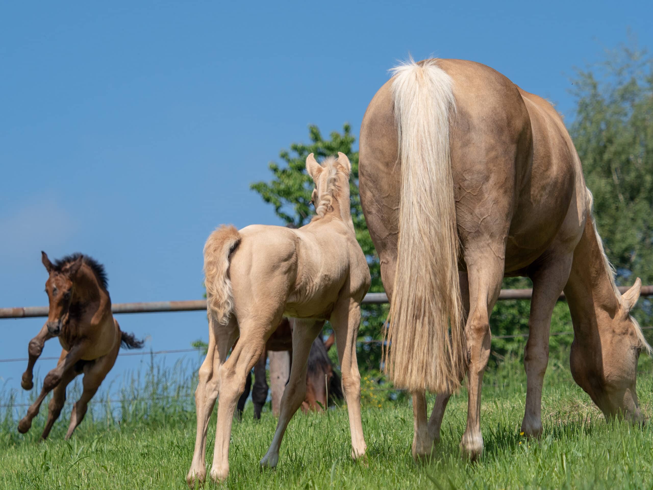 Beitragsbild Frühjahrscheck beim Pferd: Warum er so wichtig ist