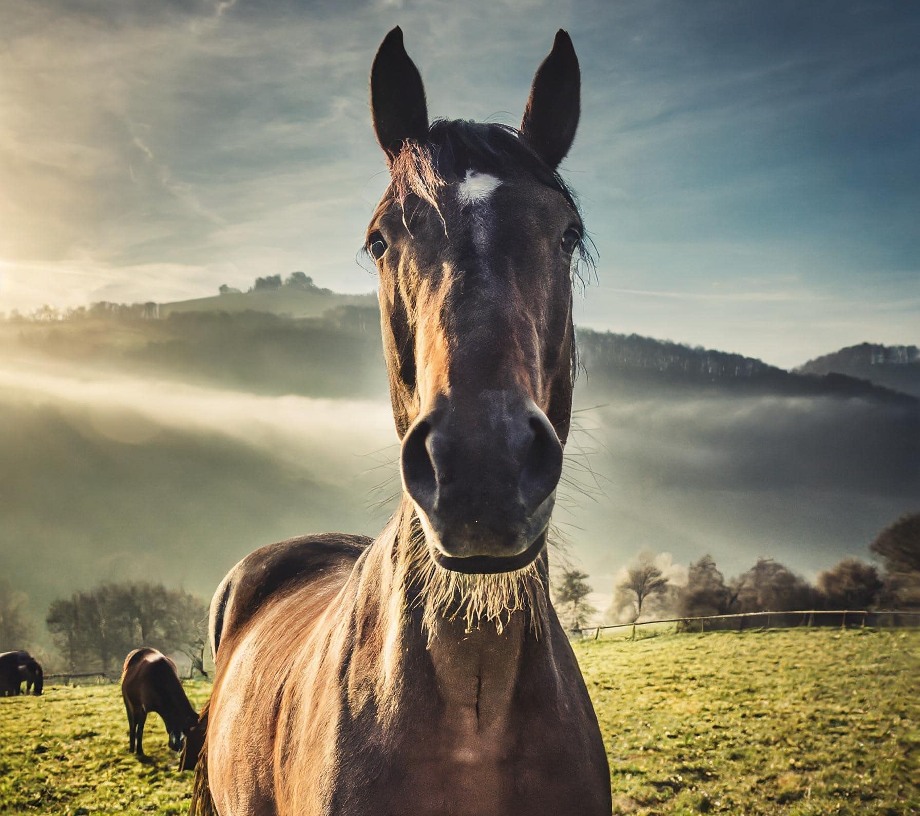 Beitragsbild Husten beim Pferd: Ursachen, Symptome und Behandlung (Teil 1)