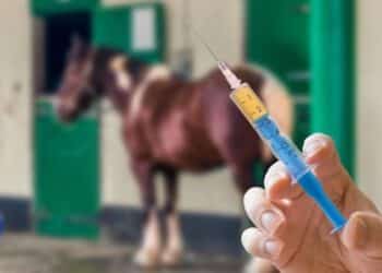 Beitragsbild Diskussion über die EHV Impfung („Herpes“) der Pferde